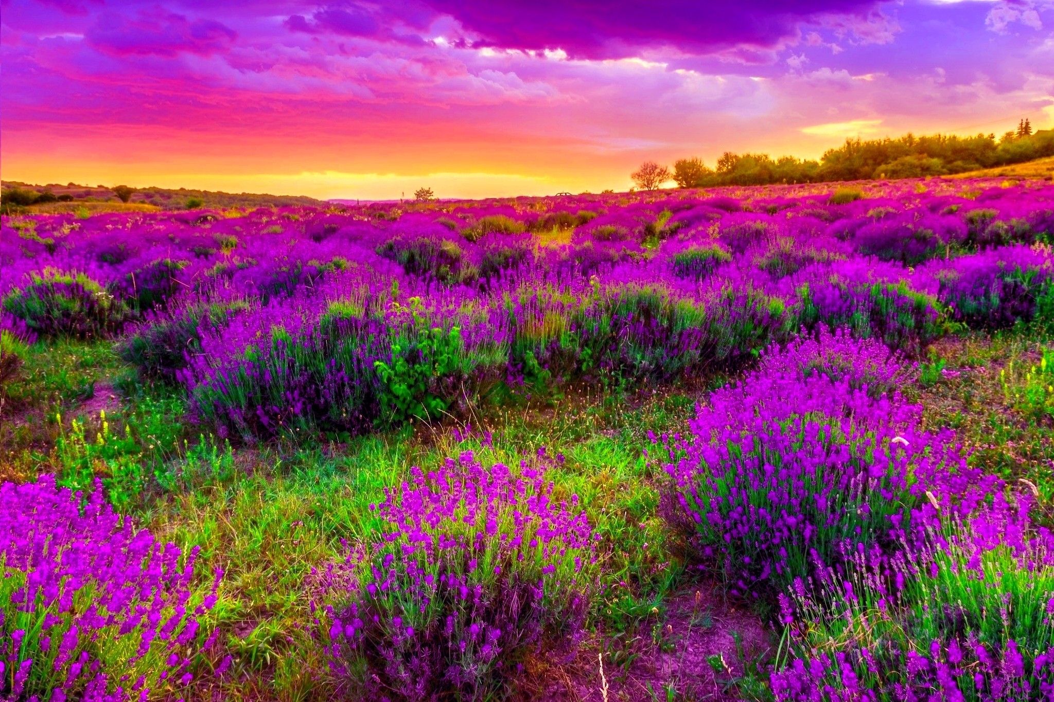 most beautiful purple spring wide wallpaper | The Secret Truth of Life