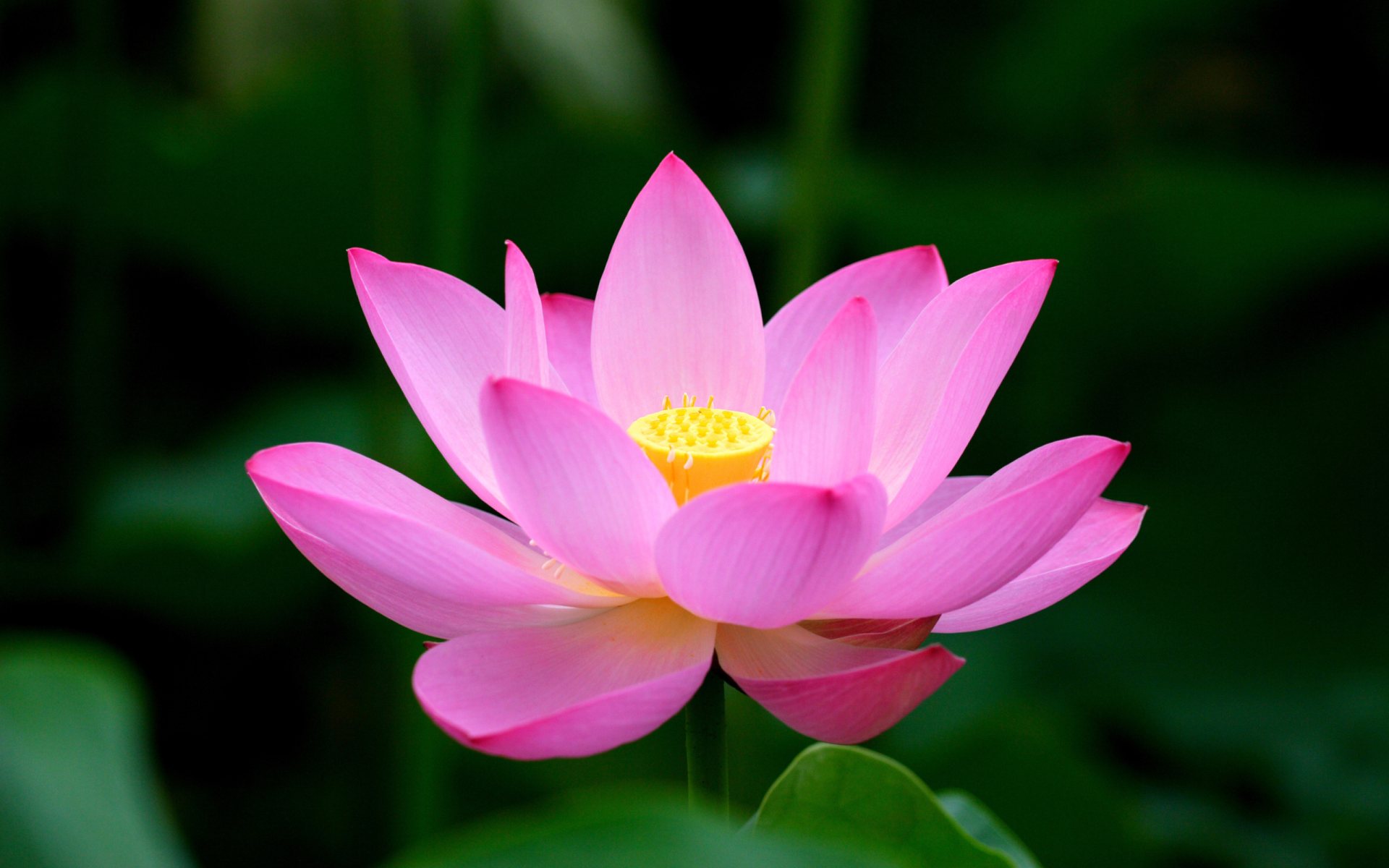 Mantra of Metta – Pure Equal Heart Great Will Perfect Intention Towards Every Life Meditation
