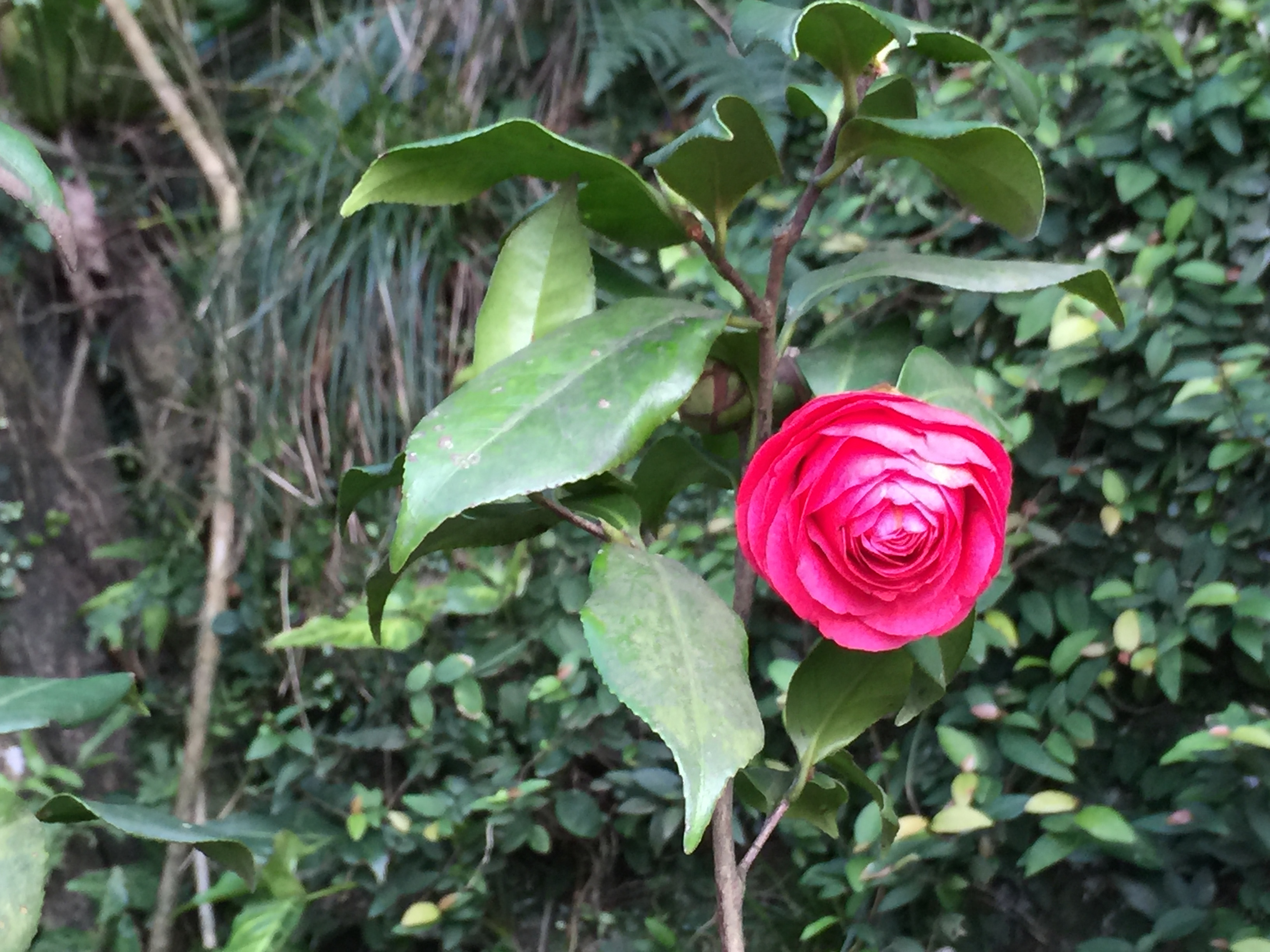 Guided Meditation – Appreciation Heart to Stop All Worry and Fear