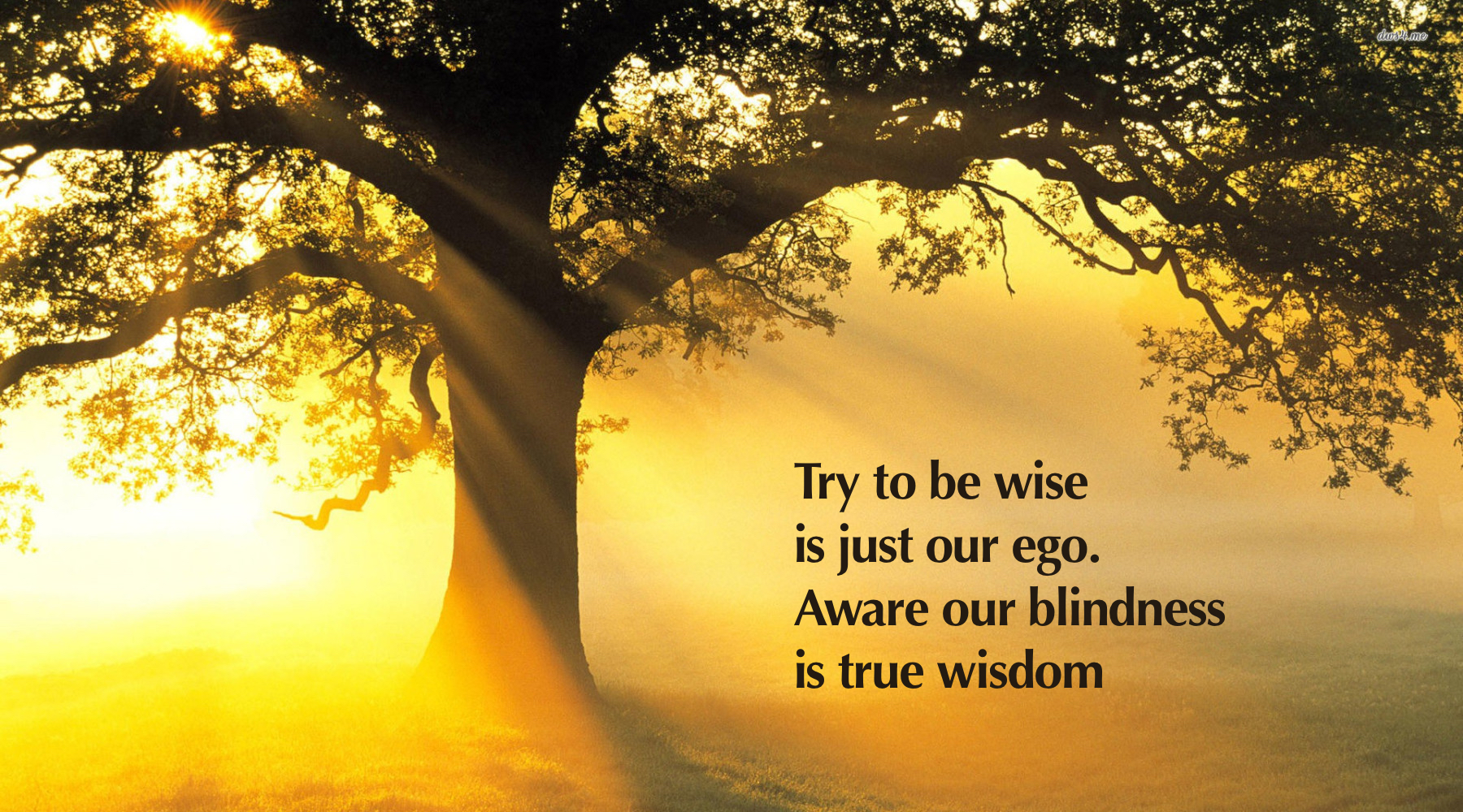 wisdom background how to be wise and happy and free