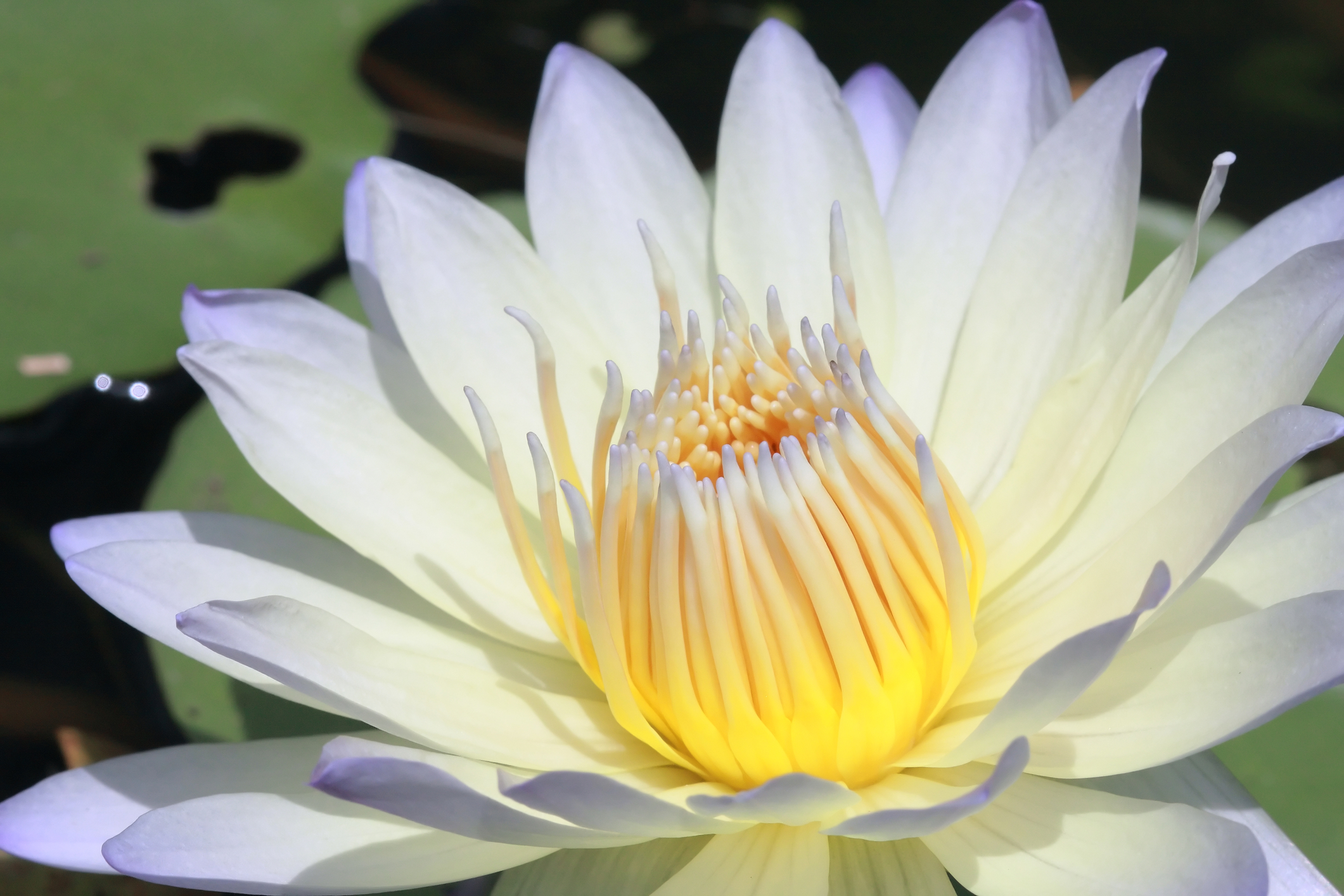 7 steps to awaken – Wisdom Choice