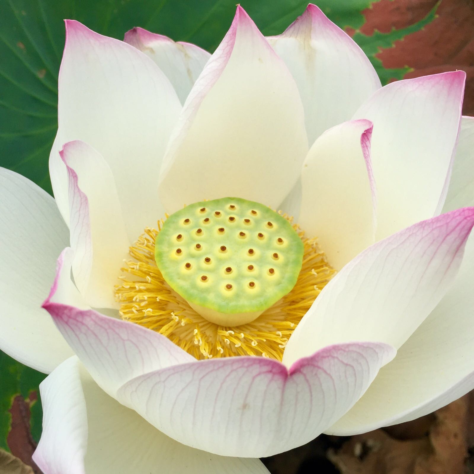 A summary of the Heart Sutra