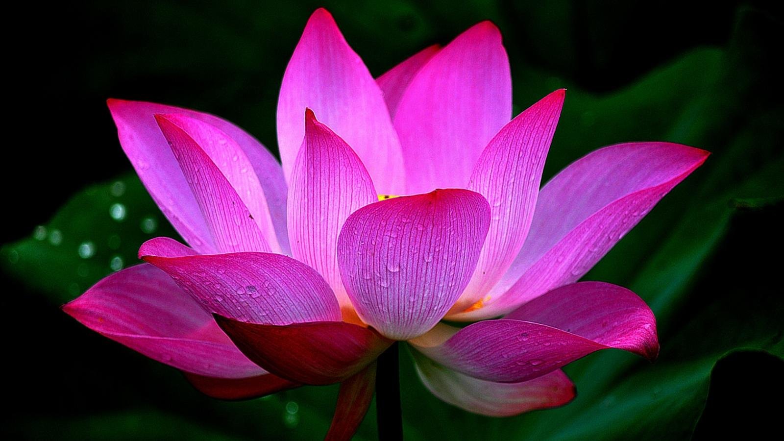 Heart Sutra Summary – What is the Heart Sutra about?