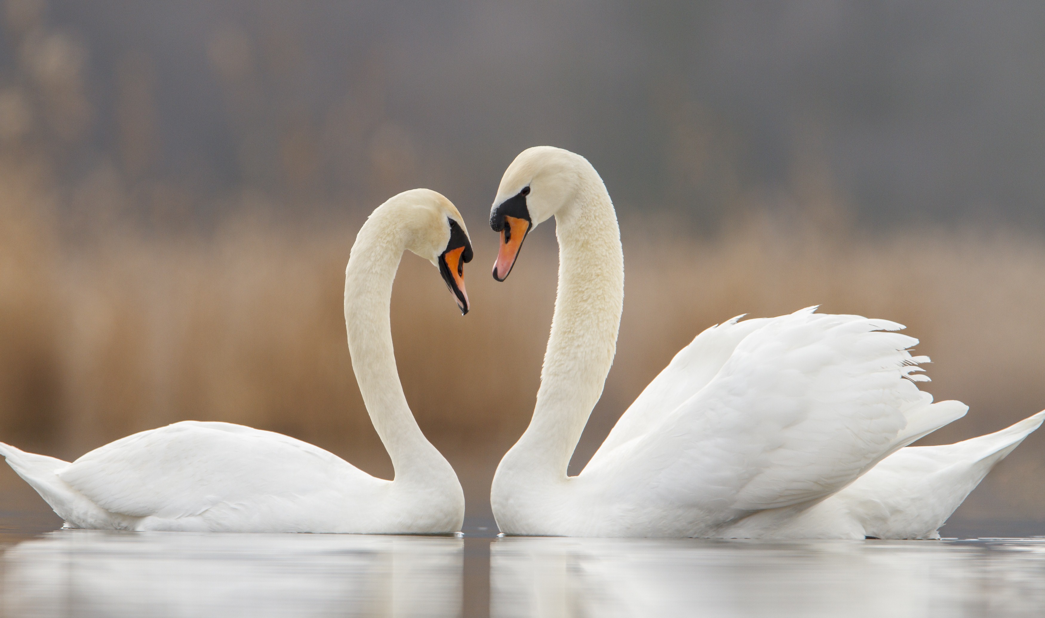 Equal heart awaken