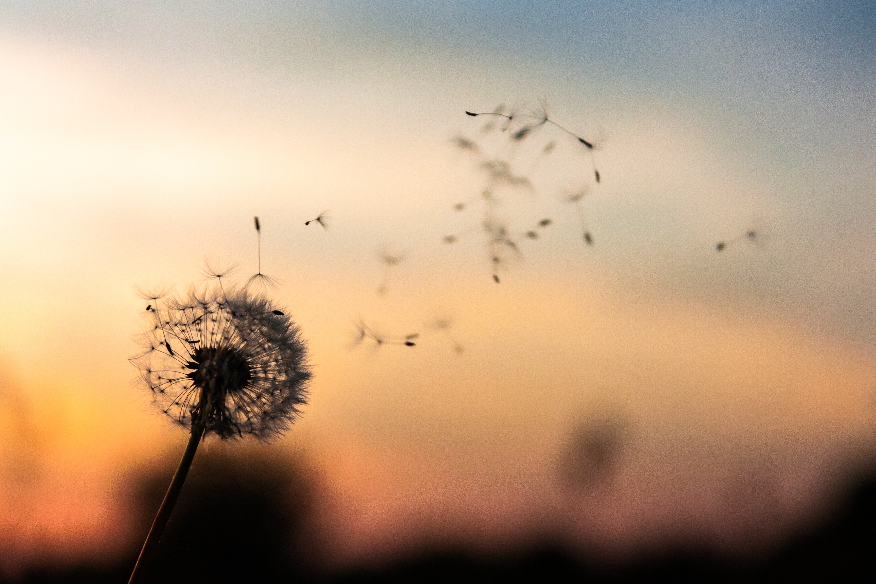 What is the heart sutra about?