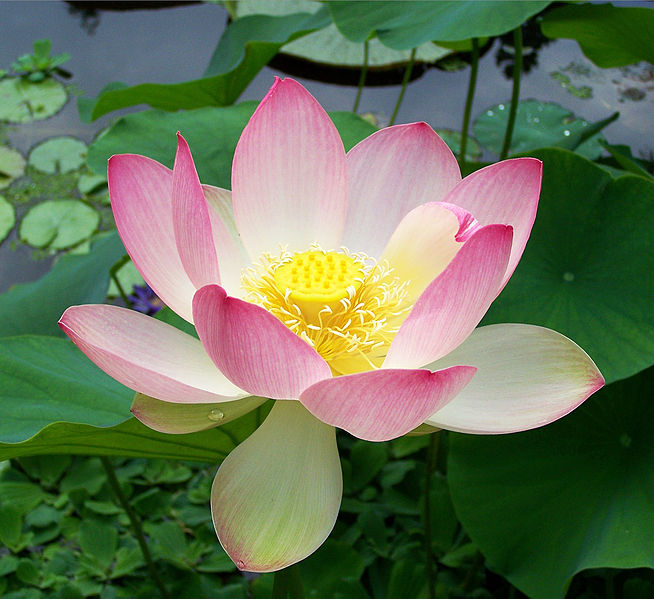 Notes Pure Lotus Temple
