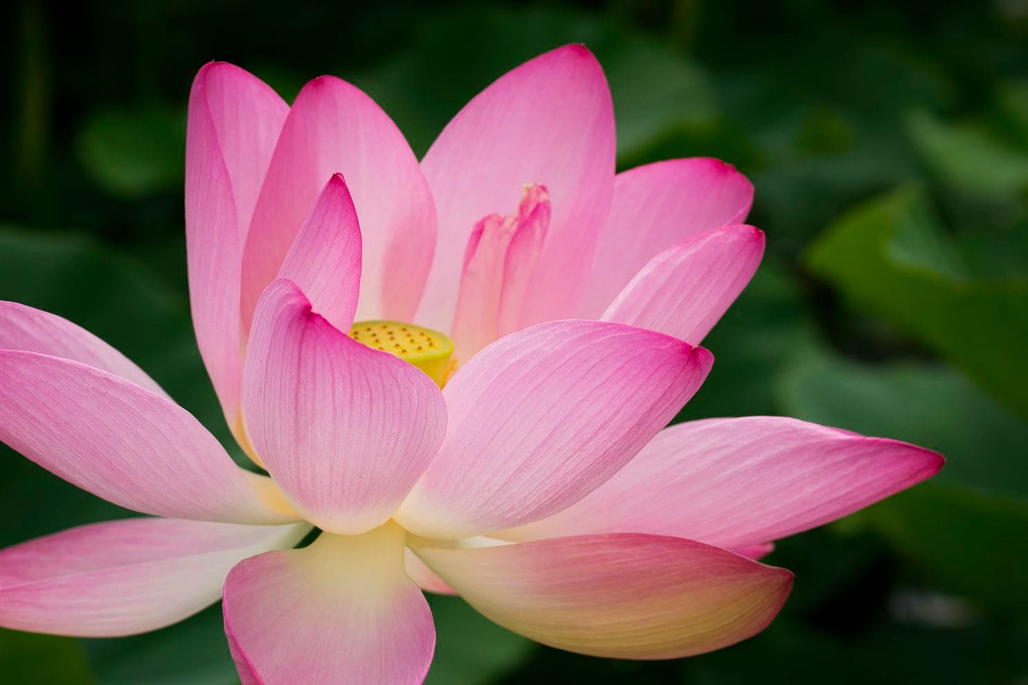 Dharma Observer Philosophy