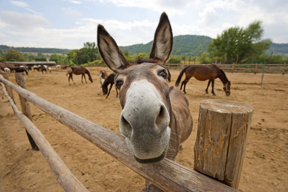 Appreciation Heart – Don’t be a donkey