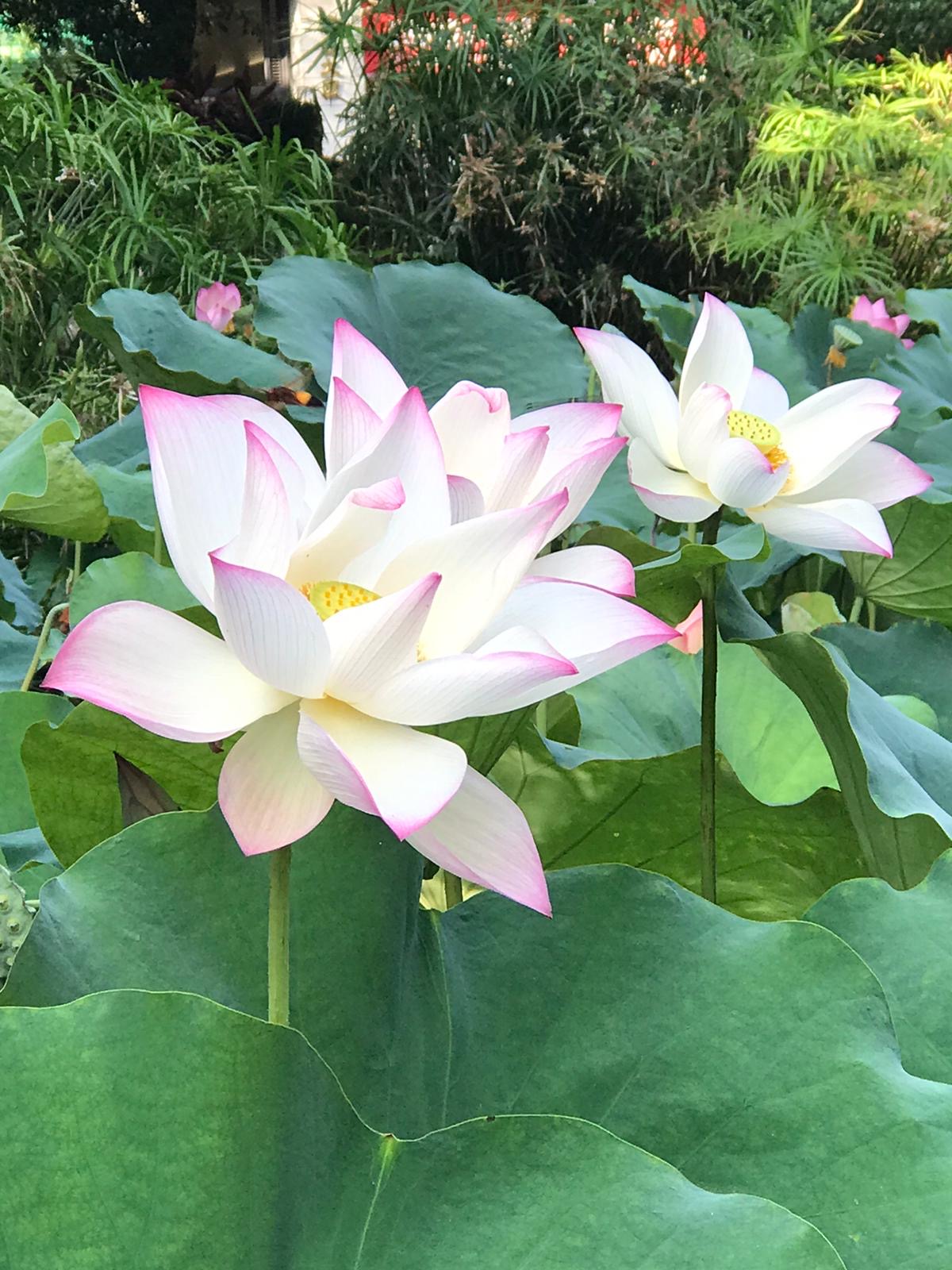One Life Meditation Technique – Replay your life movie to see Buddha