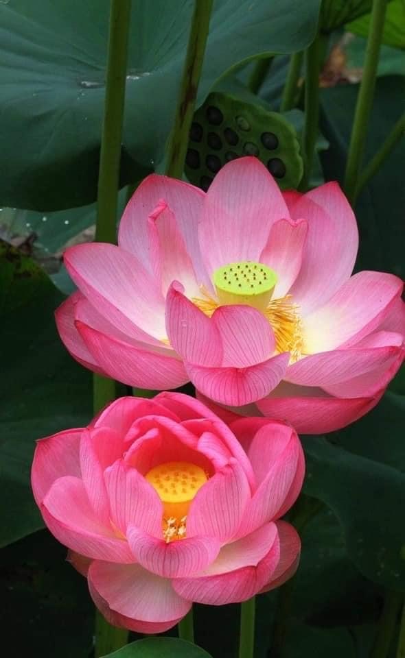 Heart Sutra – Essence Function Goal