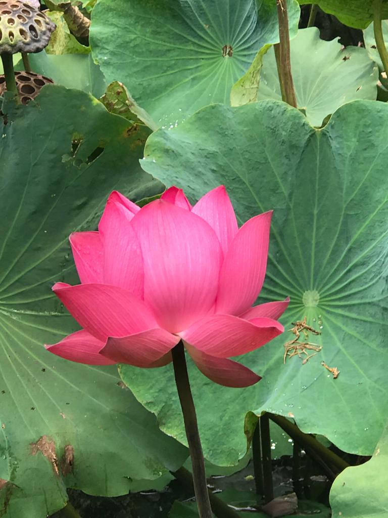 Wu Wei – The System of No-I into Pure Land